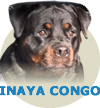 Inaya Congo WB Von Rottssel